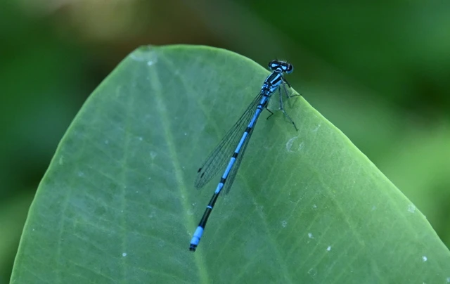 Coenagrion puella - azúrkék légivadász