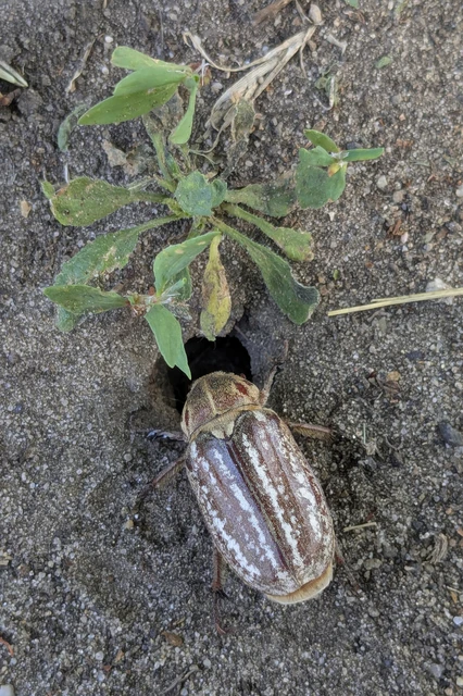 Anoxia orientalis - keleti cserebogár