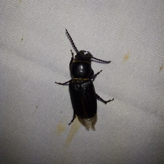 Spondylis buprestoides - erdei félcincér
