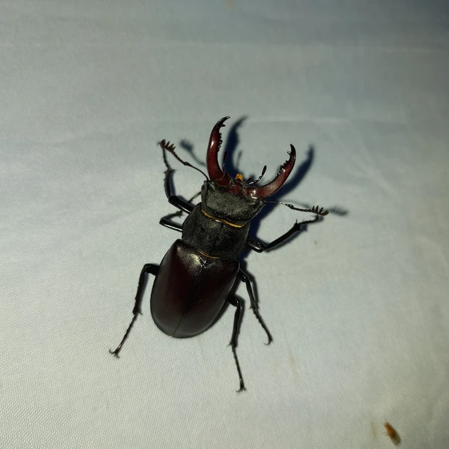 Lucanus cervus - nagy szarvasbogár