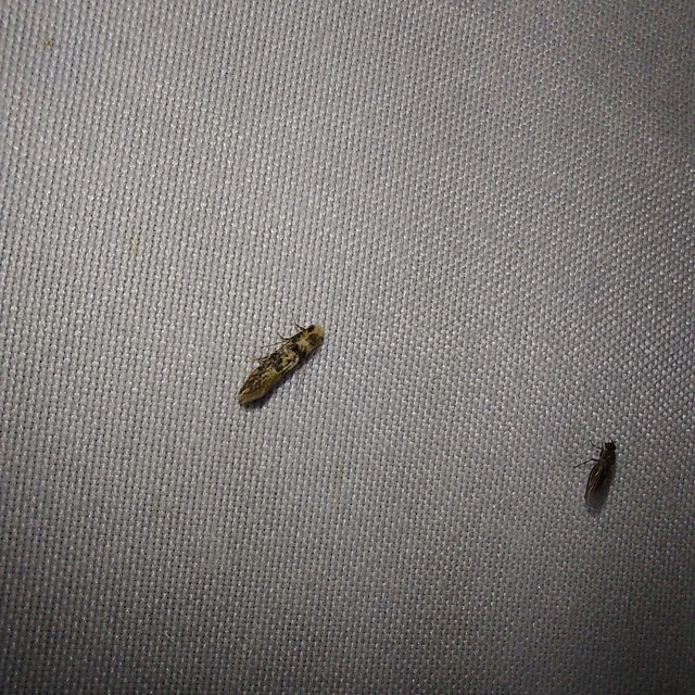 Tineidae - ruhamolyfélék