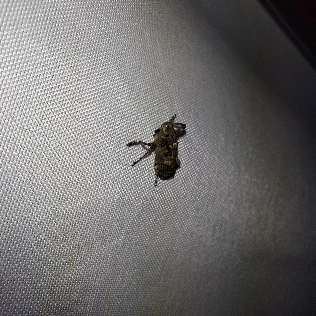 Gasterocercus depressirostris - laposorrú ormányos