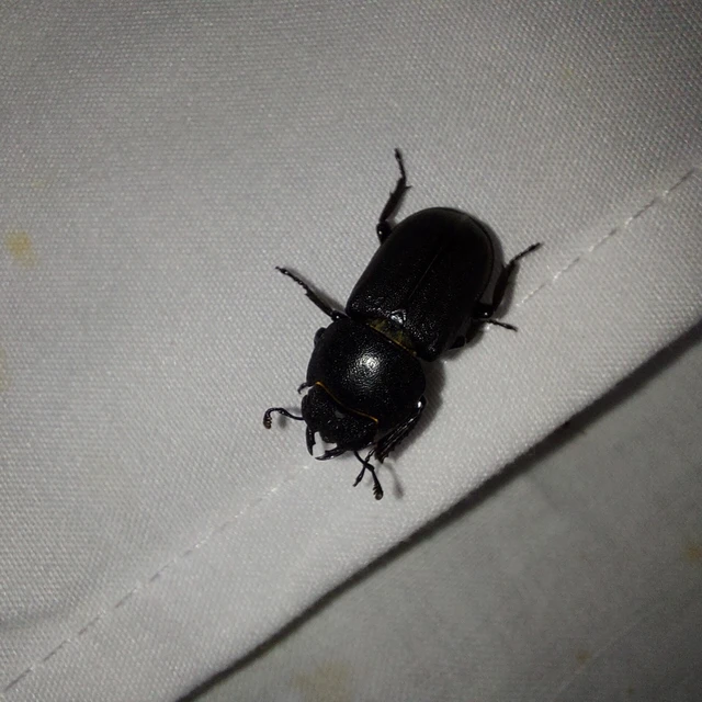 Dorcus parallelipipedus - kis szarvasbogár