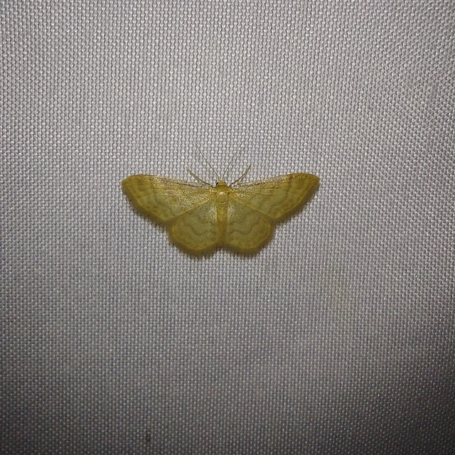 Idaea dilutaria - napvirág-apróaraszoló