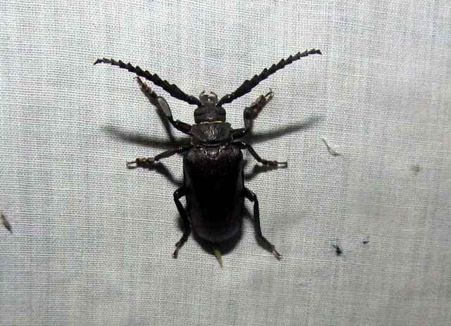 Prionus coriarius - csőszcincér