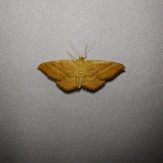 Idaea ochrata - okkerszínű sávosaraszoló