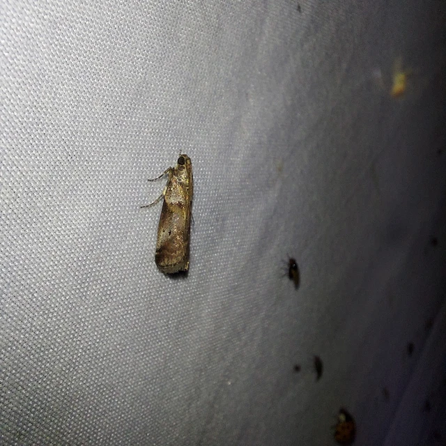 Acrobasis consociella - szalagos karcsúmoly