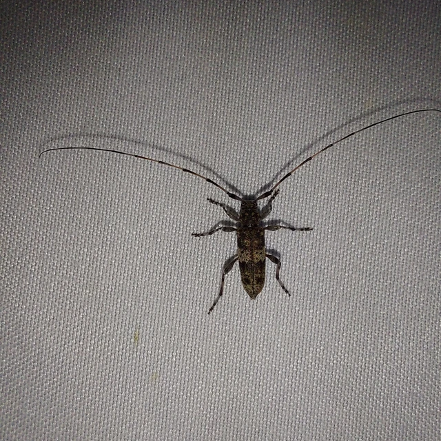 Acanthocinus griseus - szürke daliáscincér