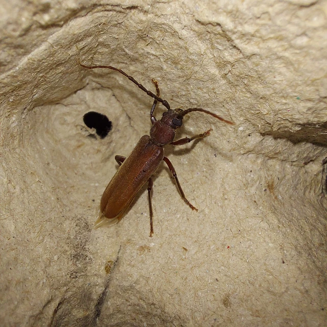 Arhopalus rusticus - gödrösnyakú cincér