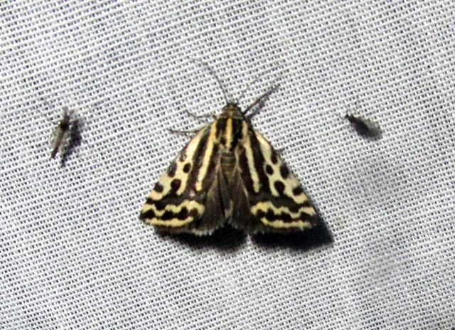 Emmelia trabealis - zebrabagoly