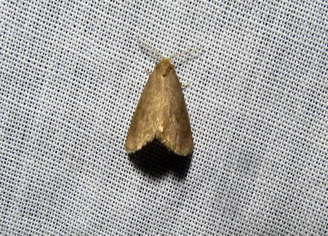 Bijugis bombycella - alkonyati zsákhordólepke