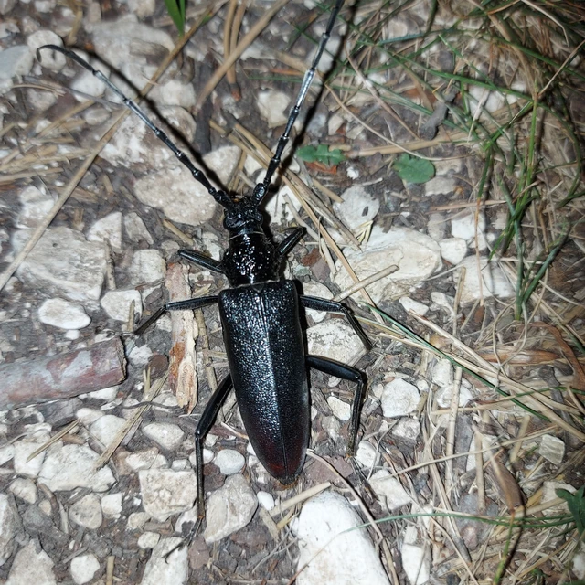 Cerambyx cerdo - nagy hőscincér