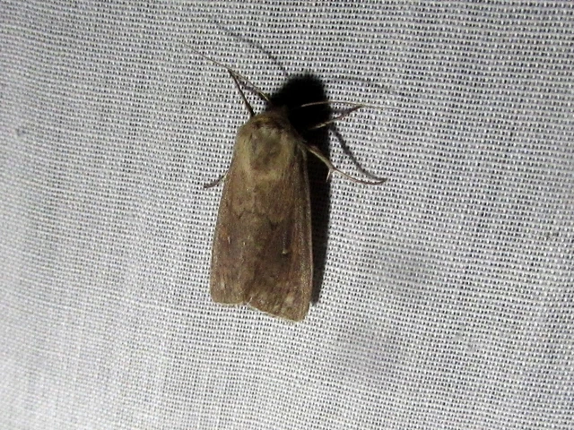 Mythimna albipuncta - fehérpettyes rétibagoly