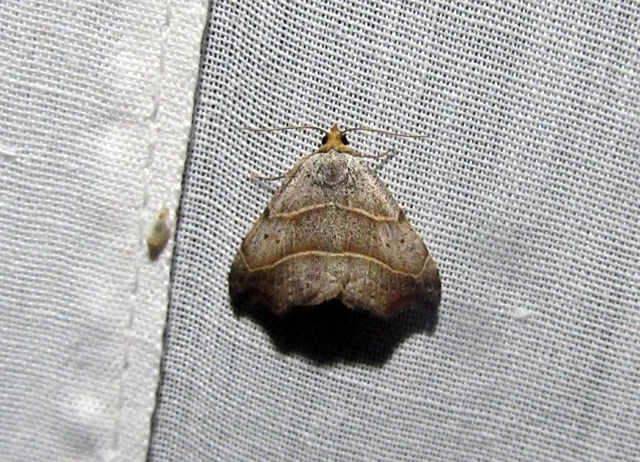 Laspeyria flexula - zuzmóbagoly