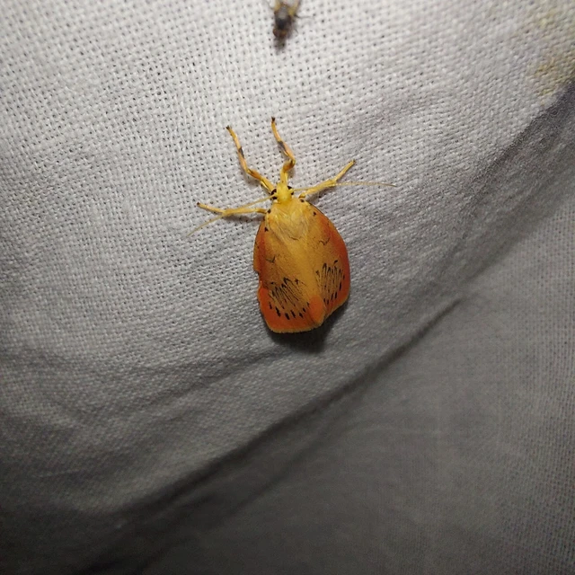 Miltochrista miniata - piros medvelepke