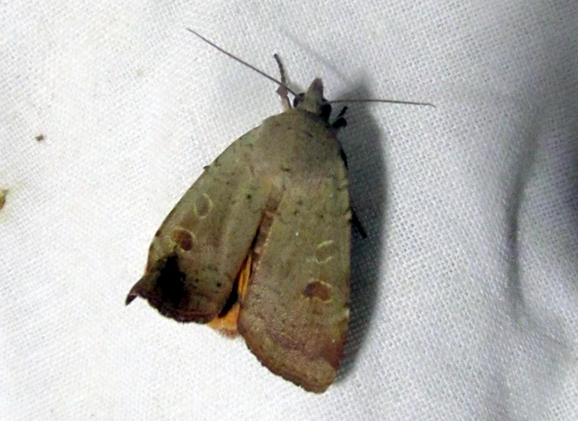 Noctua comes - kis sárgafűbagoly