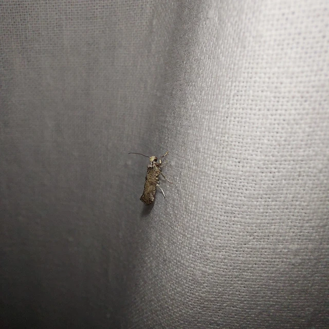 Paraswammerdamia albicapitella - kökényfonó tarkamoly