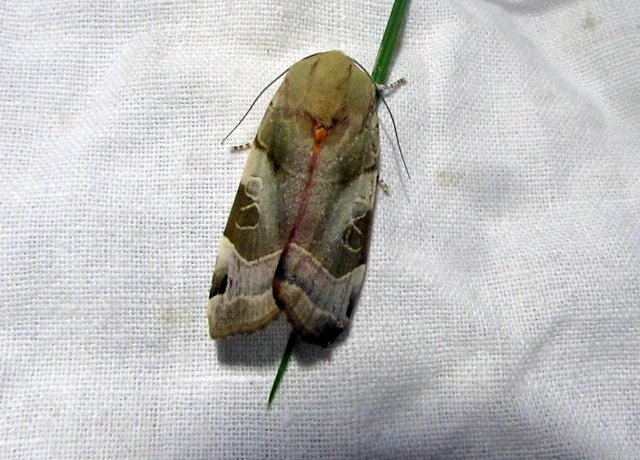 Noctua fimbriata - szélessávú sárgafűbagoly