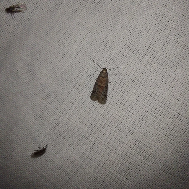 Pyralidae - fényiloncák