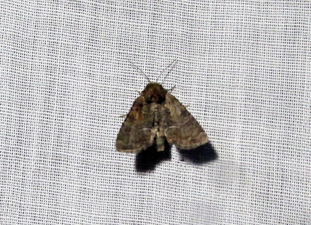 Oligia strigilis/latruncula/versicolor
