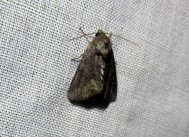 Oligia strigilis - kormos dudvabagoly