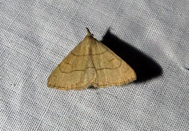 Paracolax tristalis - sárgás karcsúbagoly