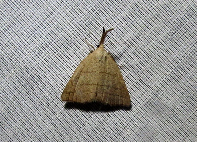 Polypogon tentacularia - sötétaljú karcsúbagoly