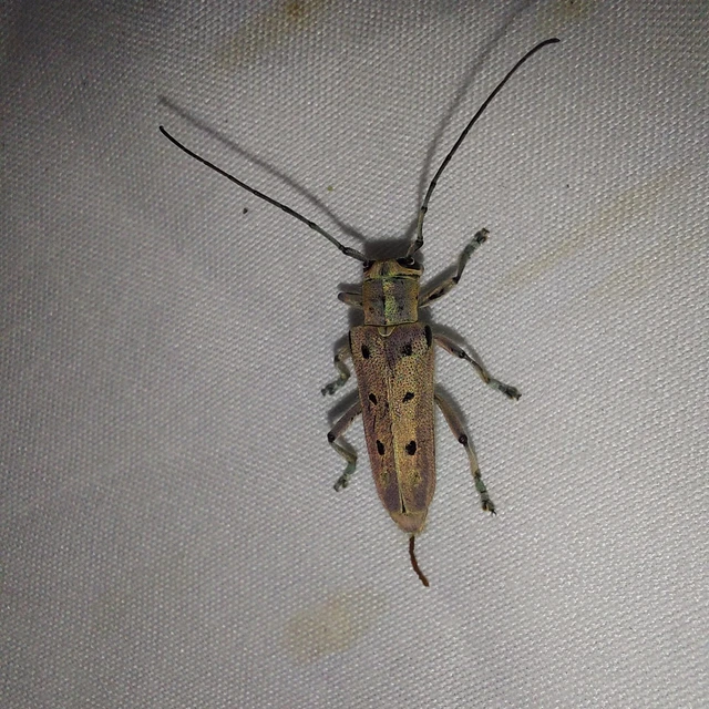 Saperda octopunctata - nyolcpontos cincér