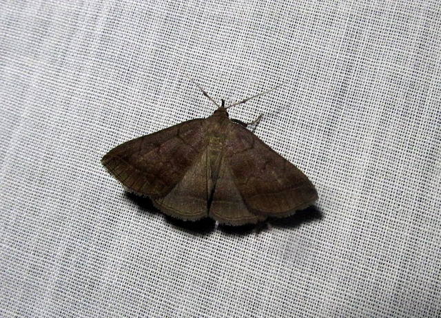 Zanclognatha lunalis - pelyheslábú karcsúbagoly
