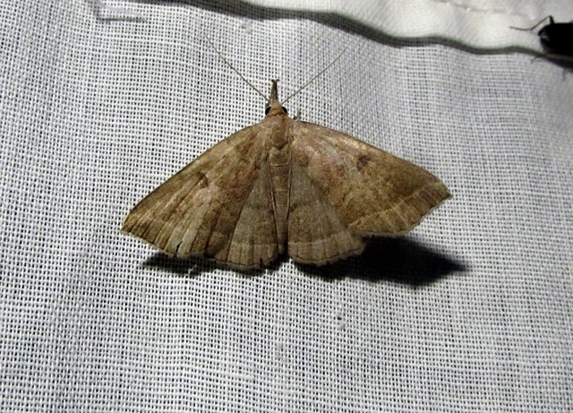 Pechipogo plumigeralis - tollascsápú karcsúbagoly