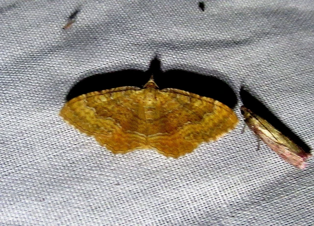 Camptogramma bilineata - kétvonalas sávosaraszoló