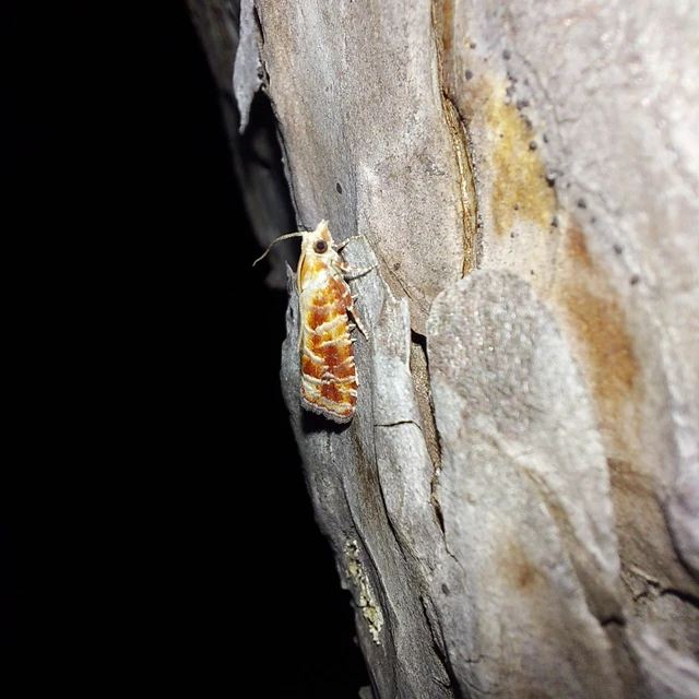 Rhyacionia pinicolana - piros gyantamoly