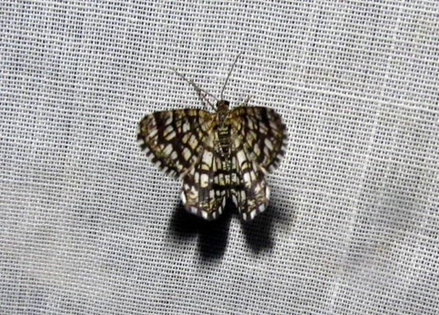 Chiasmia clathrata - rácsos rétiaraszoló