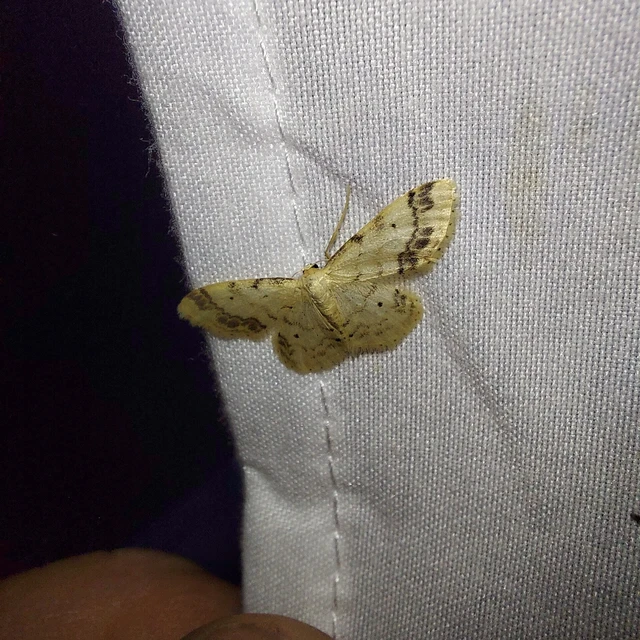 Idaea trigeminata - csúcsfoltos apróaraszoló