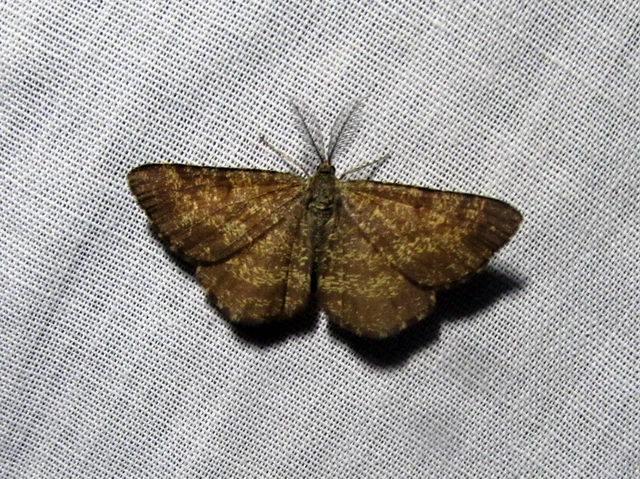 Ematurga atomaria - barna rétiaraszoló