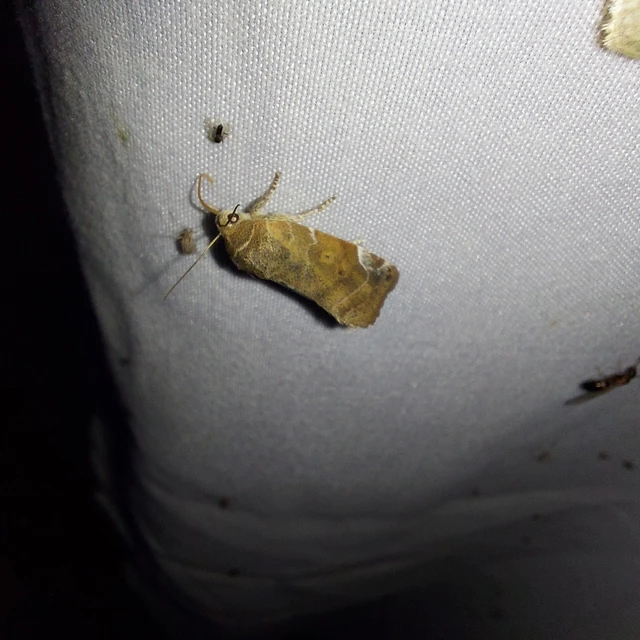 Cosmia affinis - barna lombbagoly