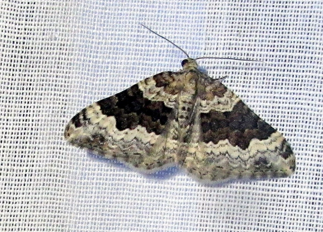 Epirrhoe galiata - sávos galajaraszoló