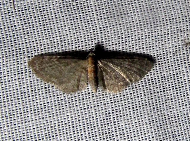 Eupithecia haworthiata - rozsdástestű törpearaszoló