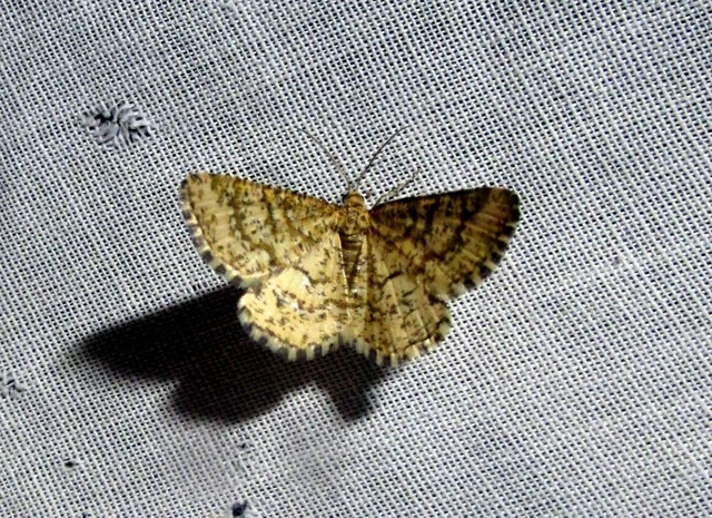 Heliomata glarearia - bőrszínű araszoló