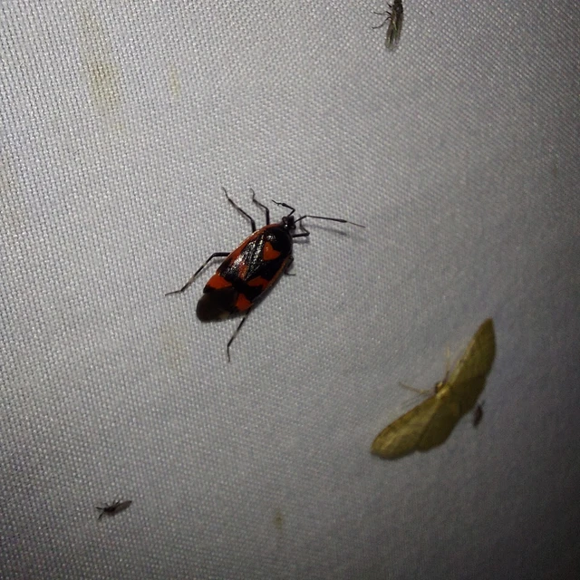 Deraeocoris trifasciatus - nagy mezeipoloska