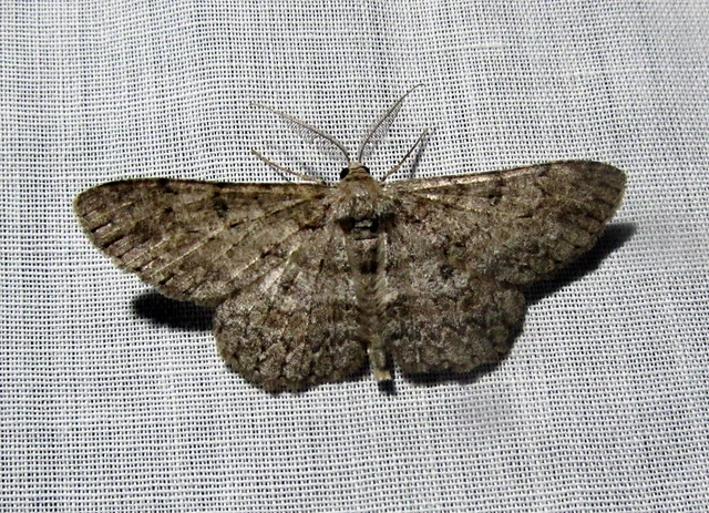Hypomecis punctinalis - pettyes faaraszoló