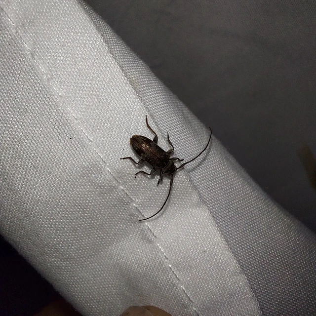 Exocentrus adspersus - tölgyfa-rőzsecincér
