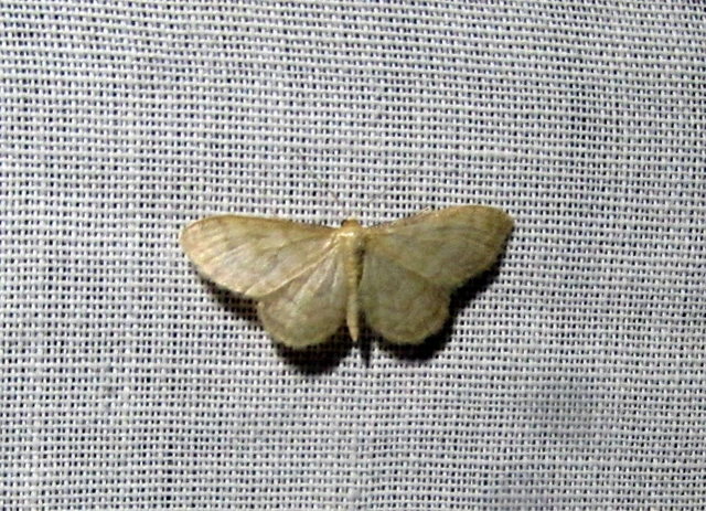 Idaea dilutaria - napvirág-apróaraszoló