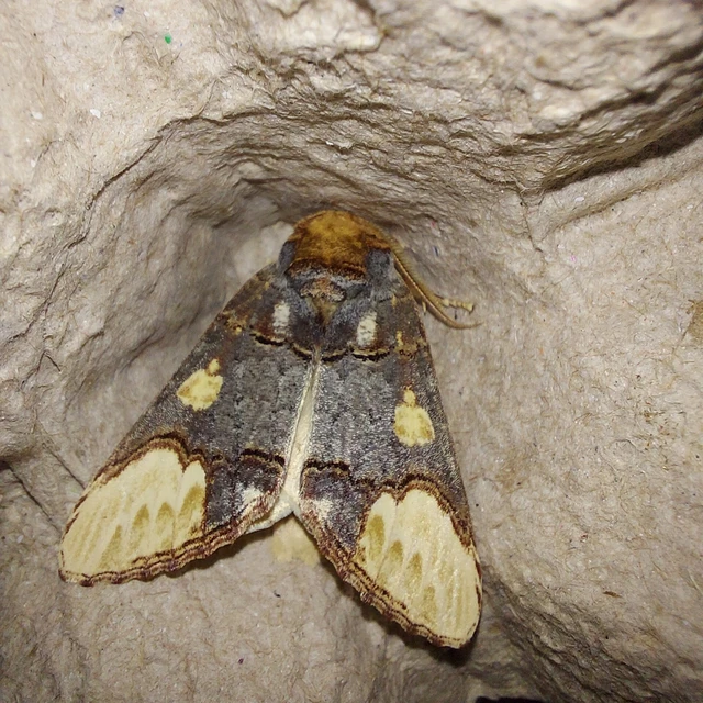 Phalera bucephaloides - magyar púposszövő