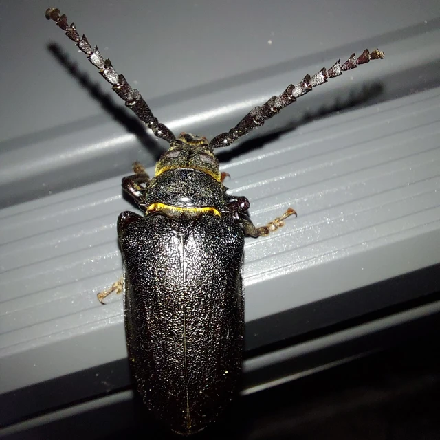 Prionus coriarius - csőszcincér