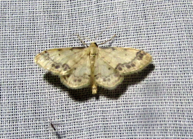 Idaea trigeminata - csúcsfoltos apróaraszoló