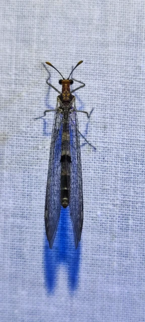Megistopus flavicornis - kétfoltos hangyaleső