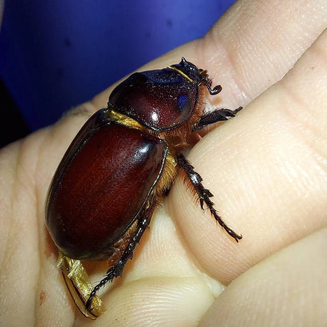 Oryctes nasicornis - orrszarvú bogár