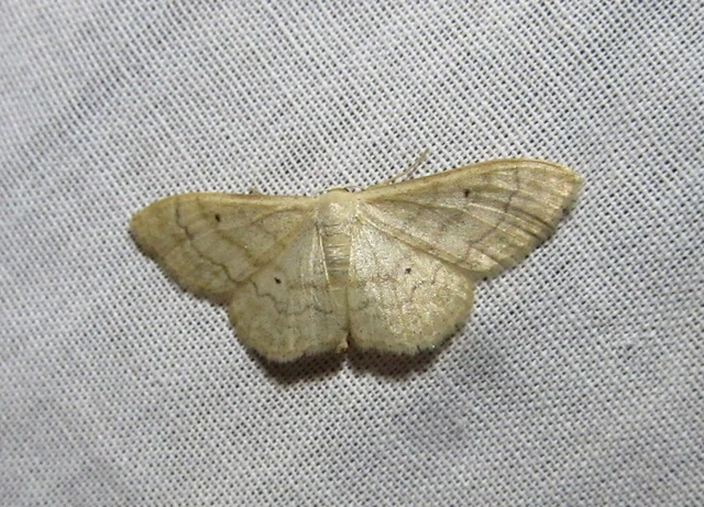 Idaea deversaria - egyszínű sávosaraszoló