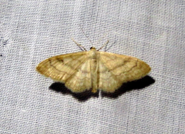 Idaea deversaria - egyszínű sávosaraszoló